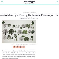 How to Identify a Tree by Its Leaves, Flowers, or Bark