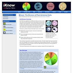 Phases of Mitosis in Plant and Animal Cells