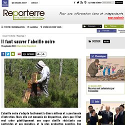 Il faut sauver l'abeille noire - Reportage labo CNRS de Gif-sur-Yvette
