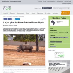 Il n’y a plus de rhinocéros au Mozambique