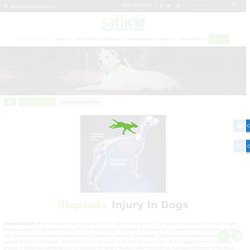 Best Iliopsoas Injury Treatment Hospital for dogs in League city