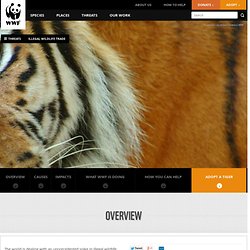 WWF: Illegal Wildlife Trade