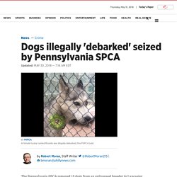 Dogs illegally 'debarked' seized by Pennsylvania SPCA - Philly