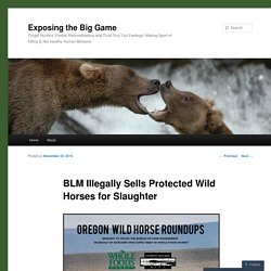 BLM Illegally Sells Protected Wild Horses for Slaughter
