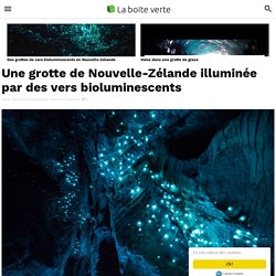 Waitomo Glowworm Caves (Nouvelle-Zélande) = grottes illuminées par des vers bioluminescents