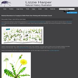 News » Botanical Illustrations for Foraging for Edible Plants Chart: Working with Field Studies Council – Lizzie Harper Illustration ¦ Botanical Illustration & Scientific Illustration by Lizzie Harper