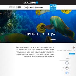 איך הדגים נושמים?
