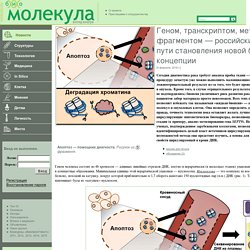 биомолекула.ру: Геном, транскриптом, метилом и... фрагментом — российские ученые на пути становления новой биомаркерной концепции