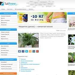 Комнатная пальма неодипсис (дипсис)