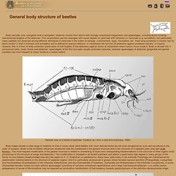 General body structure of beetles