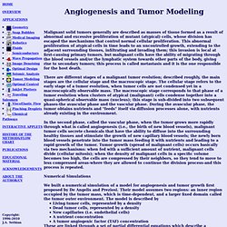 Angiogenesis and tumor modeling