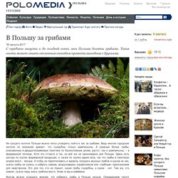 Польша: новости, культура, традиции