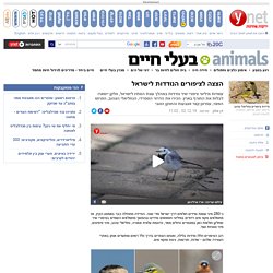 הצצה לציפורים הנודדות לישראל