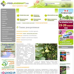 Энциклопедия растений: Тыква декоративная