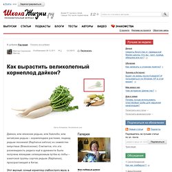 Как вырастить великолепный корнеплод дайкон?