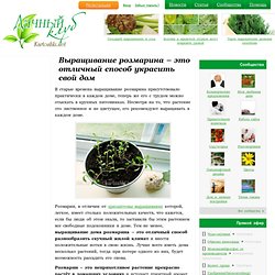 Выращивание розмарина дома, семенами