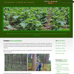 Пауловния.бг - Българският сайт за Пауловния! - Изграждане на плантации