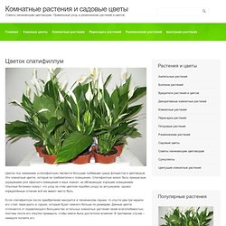 Цветок спатифиллум. Уход за растением. Пересадка и размножение