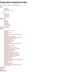 Image Atlas Categorical Index