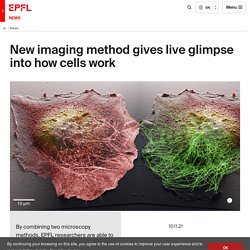 New imaging method gives live glimpse into how cells work