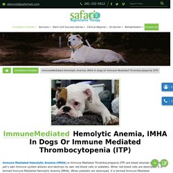How to prevent Immune-Mediated Hemolytic Anemia (IMHA) in dogs and cats