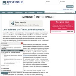 IMMUNITÉ INTESTINALE, Les acteurs de l’immunité mucosale