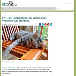 FIV-Feline Immunodeficiency Virus: Causes, Symptoms, And Treatment - CatTime