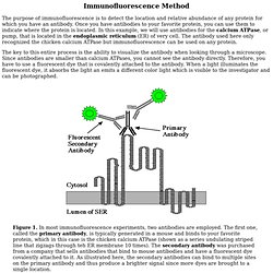 Immunofluorescence Labeling Method