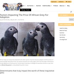Factors Impacting The Price Of African Grey For Adoption - Parrots Naturally