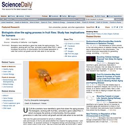 Biologists slow the aging process in fruit flies: Study has implications for humans