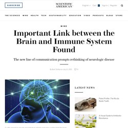 Important Link between the Brain and Immune System Found