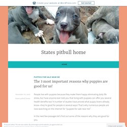 The 3 most important reasons why puppies are good for us! – States pitbull home