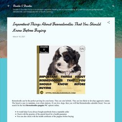 Important Things About Bernedoodles That You Should Know Before Buying