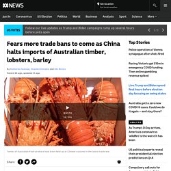Fears more trade bans to come as China halts imports of Australian timber, lobsters, barley - ABC News