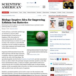 Biology Inspires Idea for Improving Lithium Ion Batteries