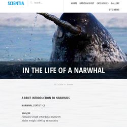 In the life of a Narwhal - Scientia
