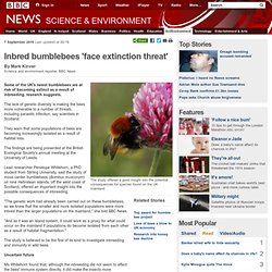Inbred bumblebees &#039;face extinction threat&#039;