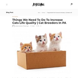 Things We Need To Do To Increase Cats Life Quality