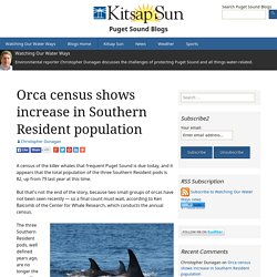 Orca census shows increase in Southern Resident population