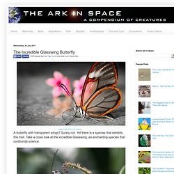 The Ark In Space: The Incredible Glasswing Butterfly