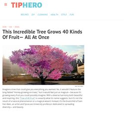 This Incredible Tree Grows 40 Kinds Of Fruit