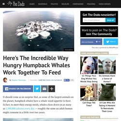 Voici The Incredible Way Hungry baleines à bosse Work Together To Feed