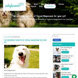 The incredible benefits of Topical Magnesium for your pet