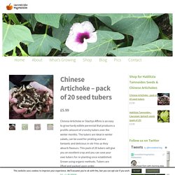 Chinese Artichoke - pack of 20 seed tubers - Incredible Vegetables