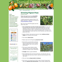 Growing Pigeon Peas, An Incredibly Versatile Permaculture Plant