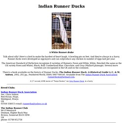 Indian Runner Ducks