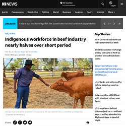 Indigenous workforce in beef industry nearly halves over short period