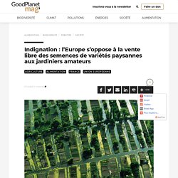 Indignation : l'Europe s’oppose à la vente libre des semences de variétés paysannes aux jardiniers amateurs - GoodPlanet mag'