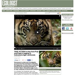 TAKE ACTION to stop Asia Pulp and Paper's logging in Indonesia's tiger rainforests
