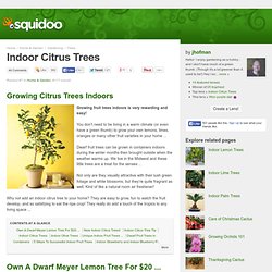 Indoor Citrus Trees